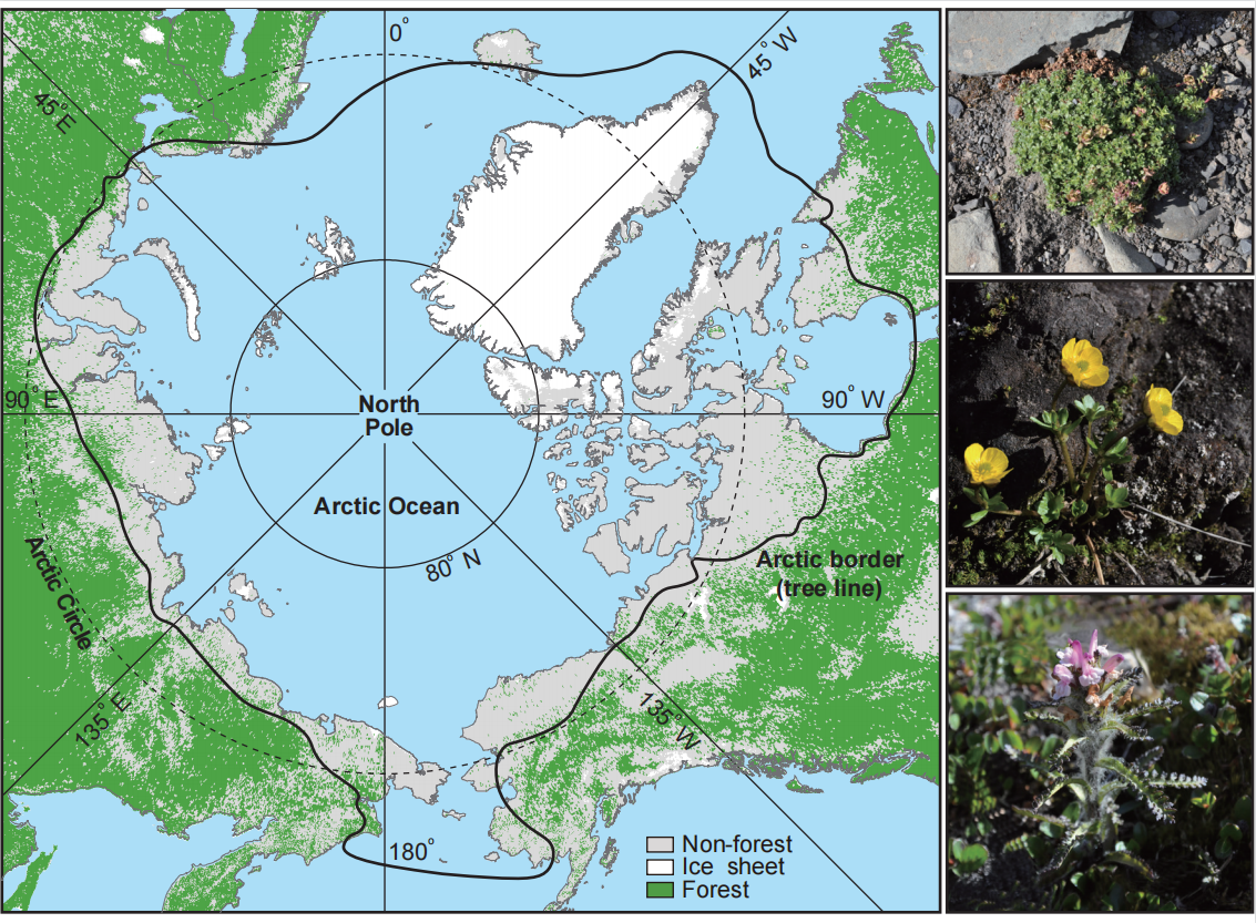 我科学家揭示北极苔原植被的进化历史