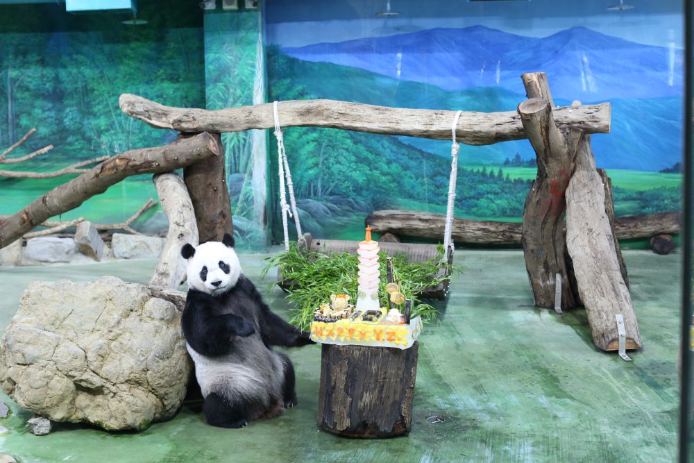10岁！台北大熊猫“圆仔”庆祝生日
