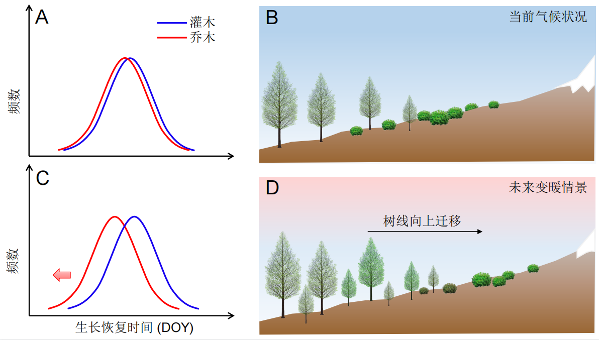 全球变暖下森林向更高海拔爬升的物候学依据找到