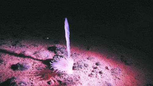 深海中带壳和软体动物是分居的？海面下4000米有个生物天然过渡区
