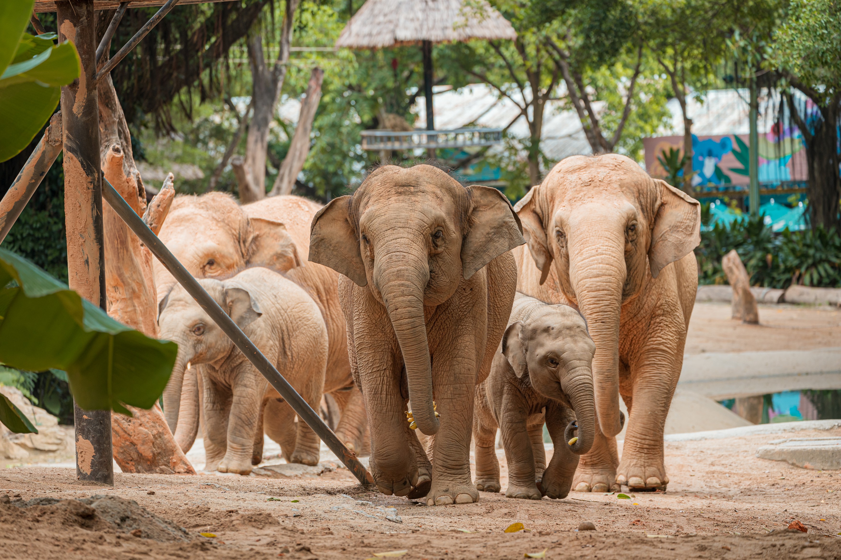 世界大象日：了解亚洲象大种群