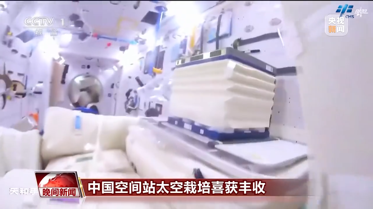 “太空菜园”丰收了！中国空间站太空栽培喜获丰收