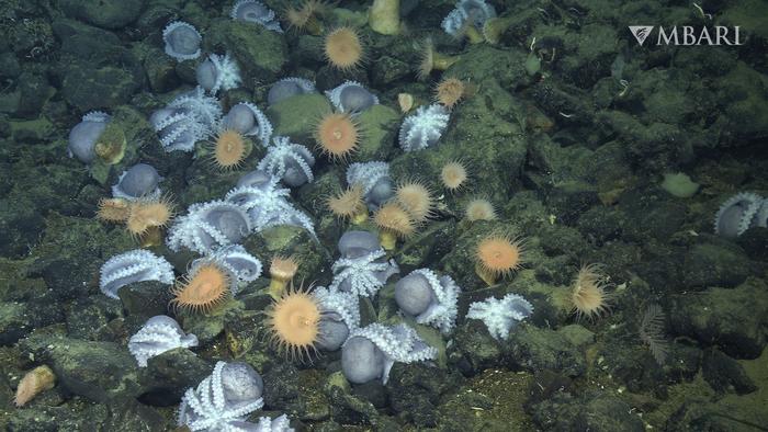 数千章鱼扎堆“深海花园”之谜解开