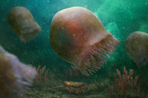 已知最古老水母追溯到五亿年前