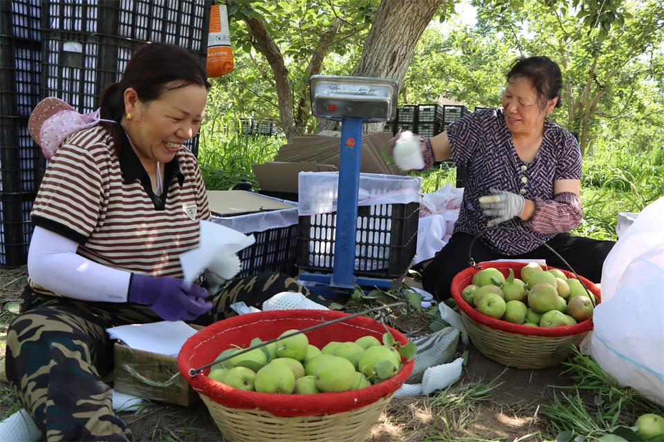 新疆铁门关市：早熟香梨挂满枝 果农迎来丰收季
