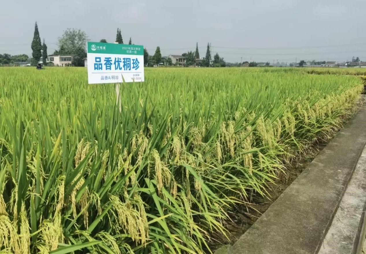 四川省杂交水稻新品种“品香优秱珍”入选2023年国家超级稻