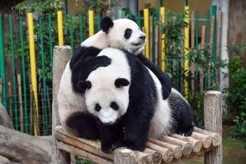 旅马大熊猫谊谊、升谊抵川：状态平稳，将隔离检疫30天