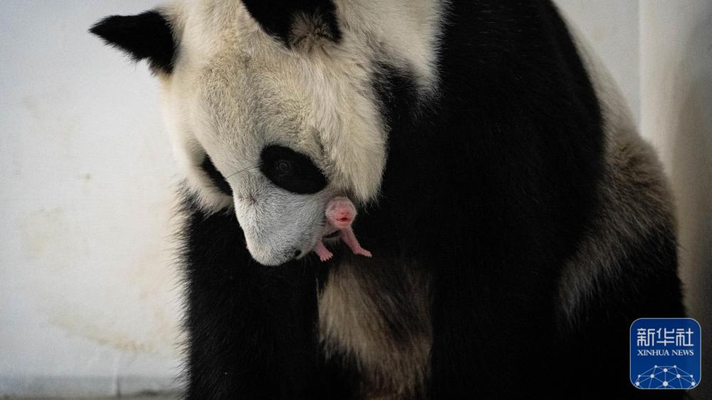 俄罗斯历史上首只大熊猫幼崽降生