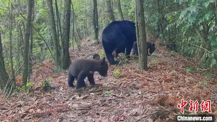浙江钱江源国家公园：首次发现黑熊“三只同框”