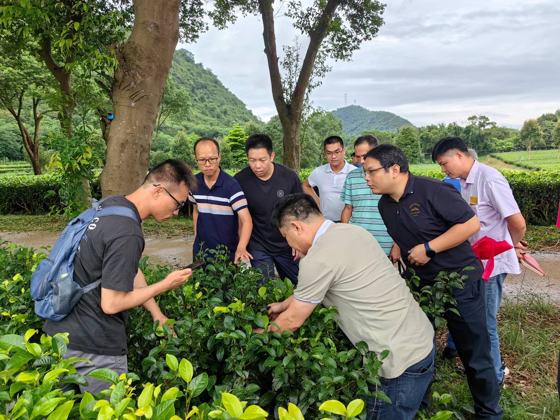 培训走出去！茶叶种植园来了一群农村科技特派员