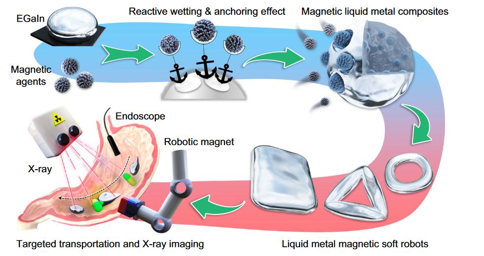 我学者构建液态金属磁性微型软体机器人 可用于临床医学