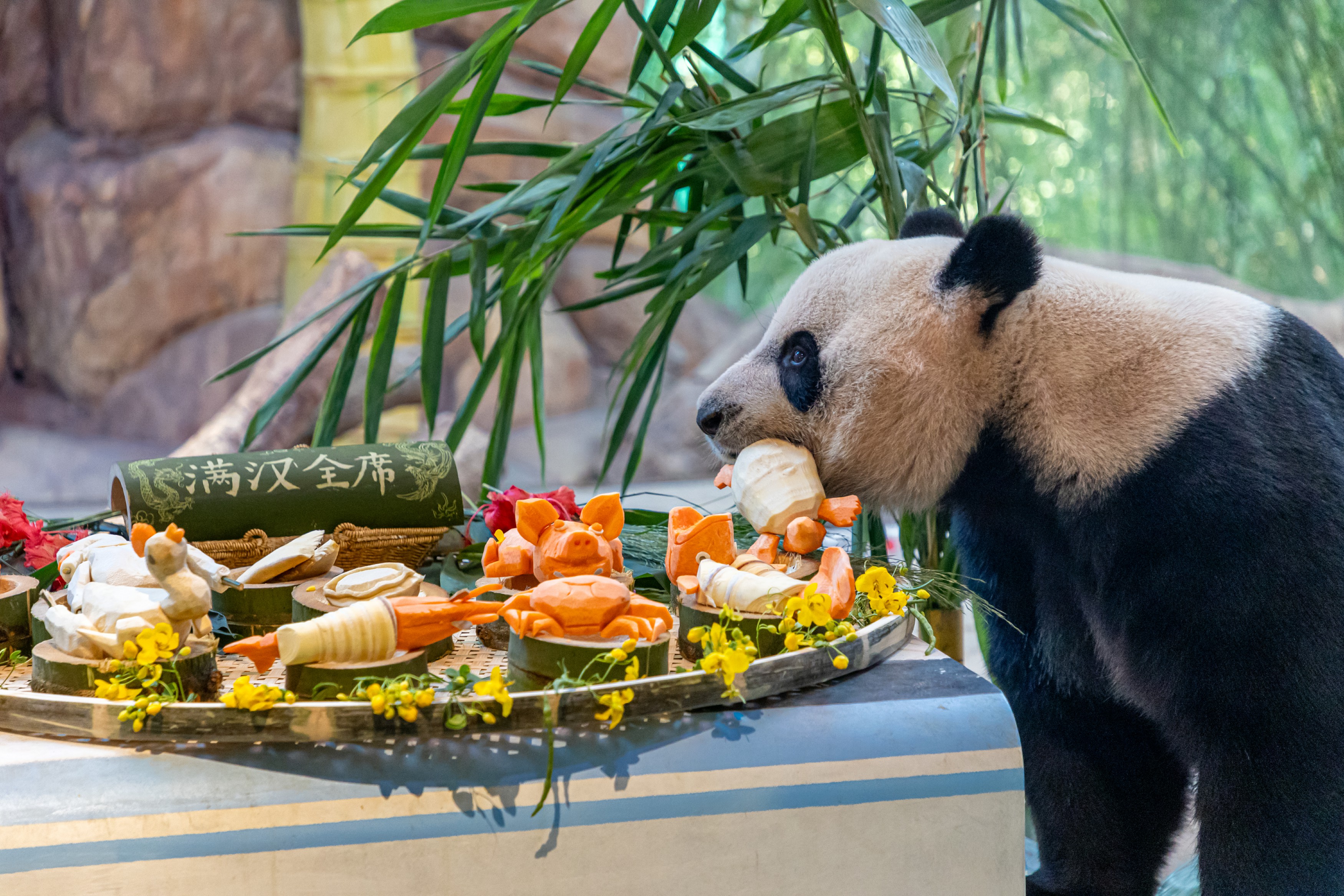 快乐“老广”熊猫享用“下午茶”