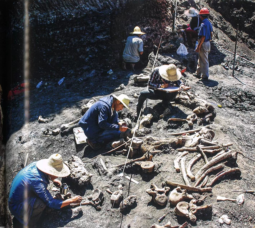 云南昭通发现600多万年前的巨型竹鼠化石