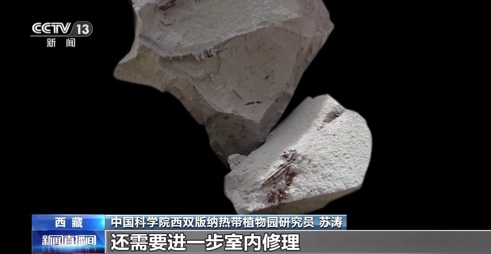 多种古生物化石被发现 第二次青藏科考成果速看→