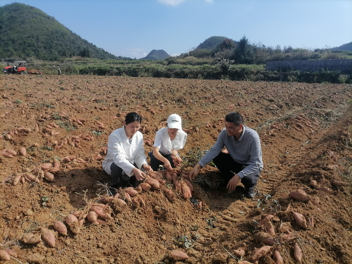 湖南：“新品种＋新技术”助力甘薯生产提质增效