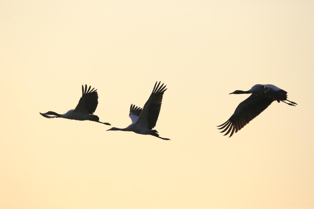 贵州草海国家级自然保护区迎来首批越冬黑颈鹤