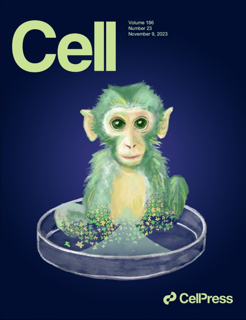 国际首次！我科学家成功构建高比例胚胎干细胞嵌合体猴