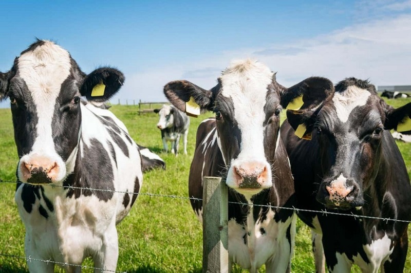 牛肉和牛奶含增强抗癌效果物质