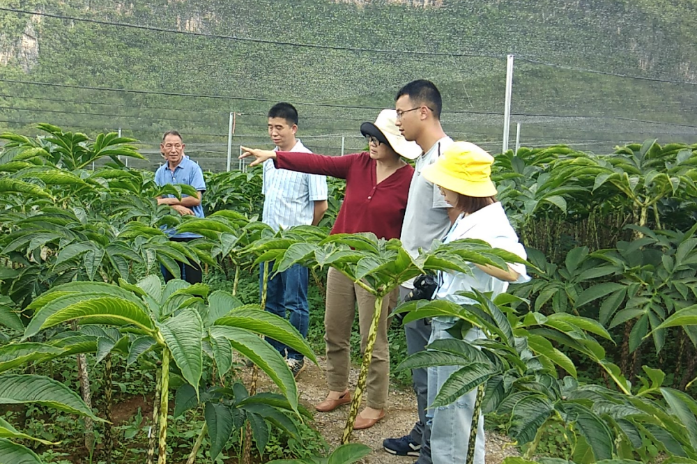 云南耿马：选育魔芋高产新种，壮大边境富民产业