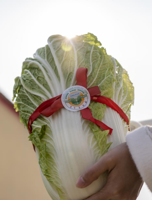 青岛：6万亩胶州大白菜进入收获季