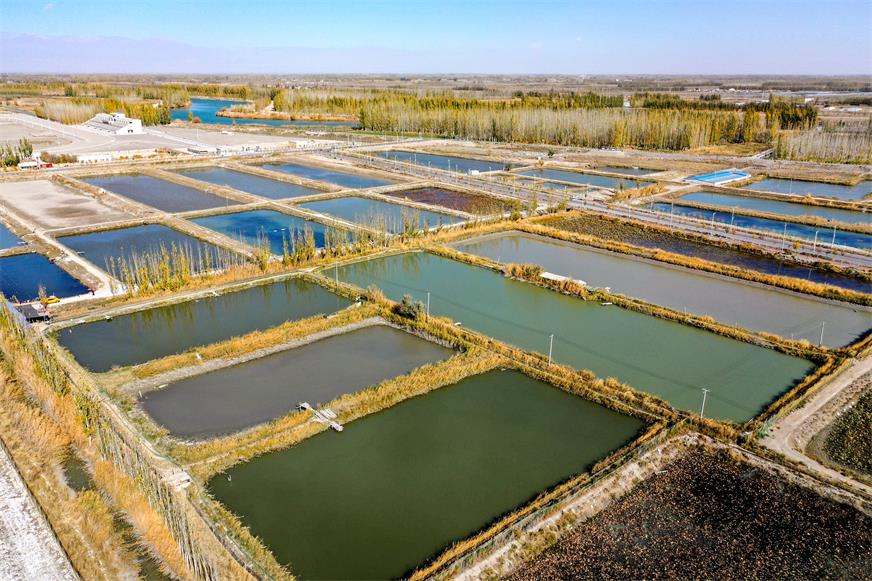 新疆巴州：电力助推博湖甲鱼养殖走俏市场