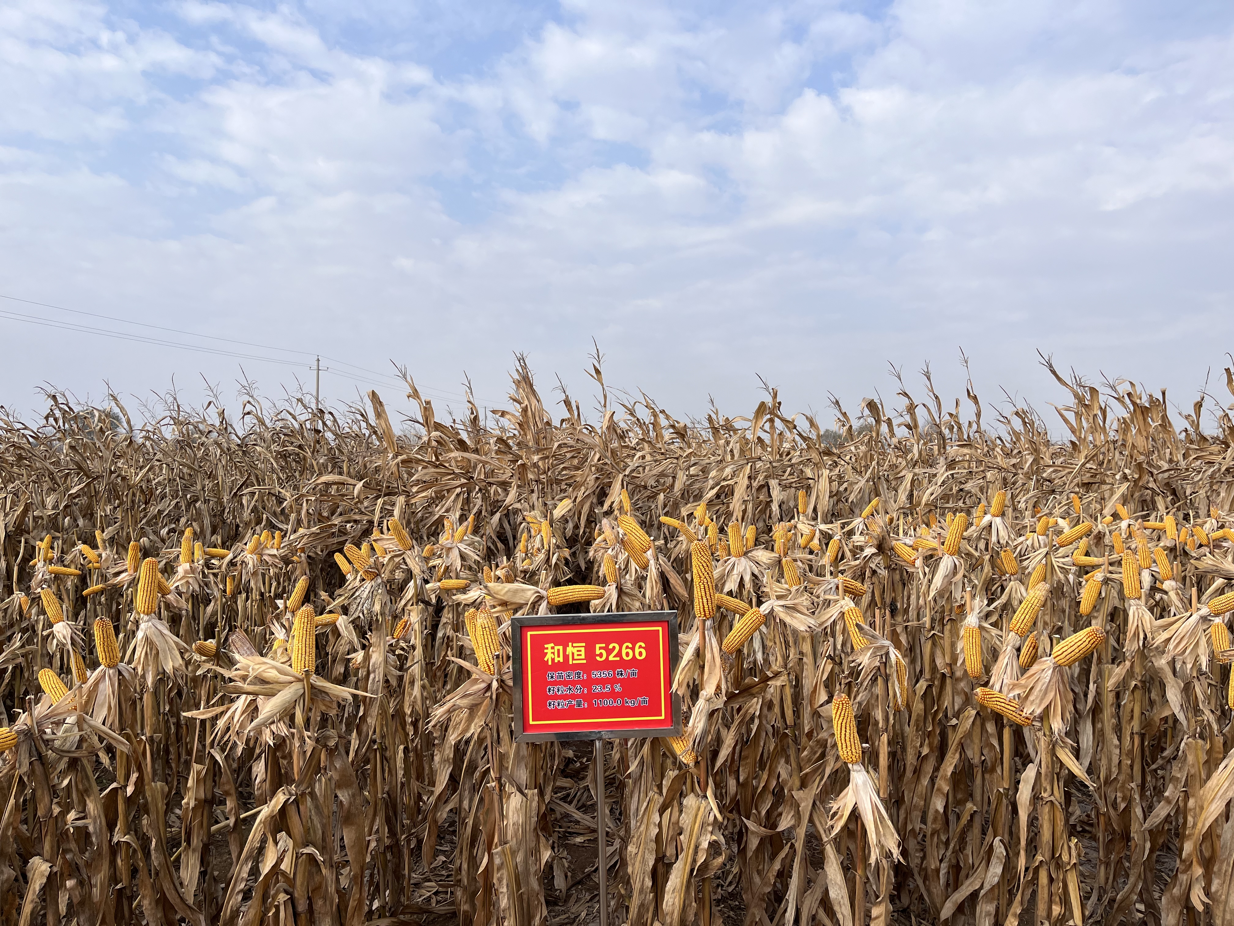 甘肃：强化科技支撑，提升玉米单产