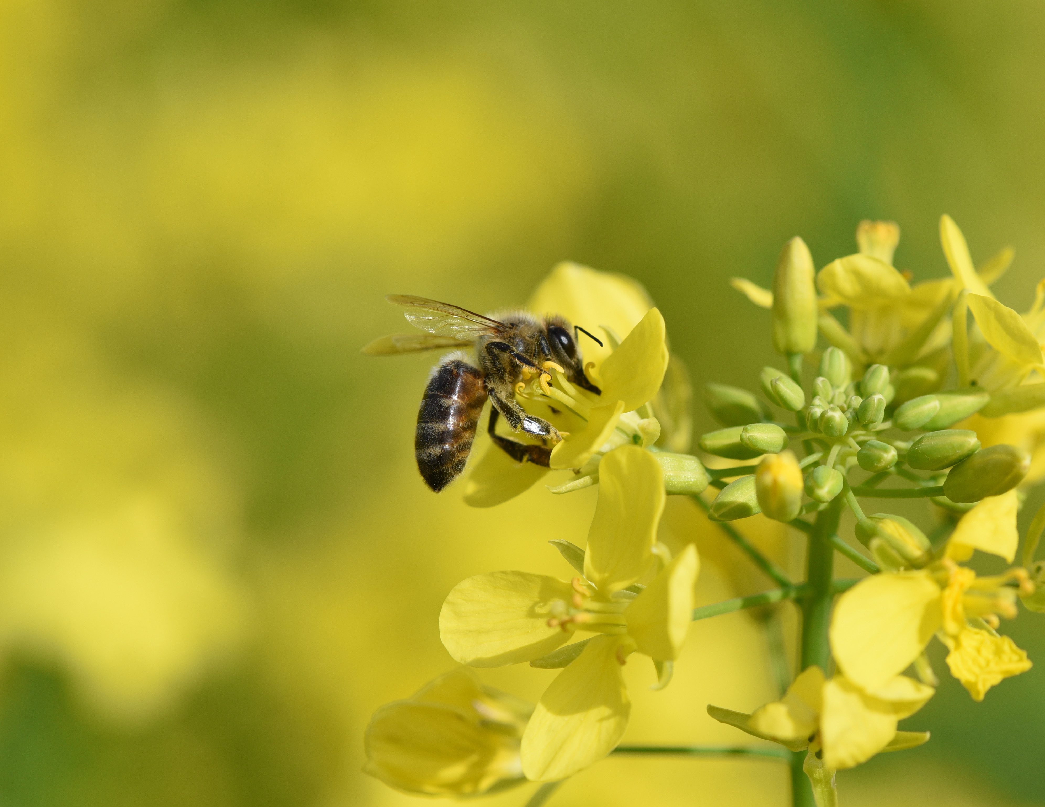 突破！蜜蜂重要害虫大蜡螟生态防控技术研制成功