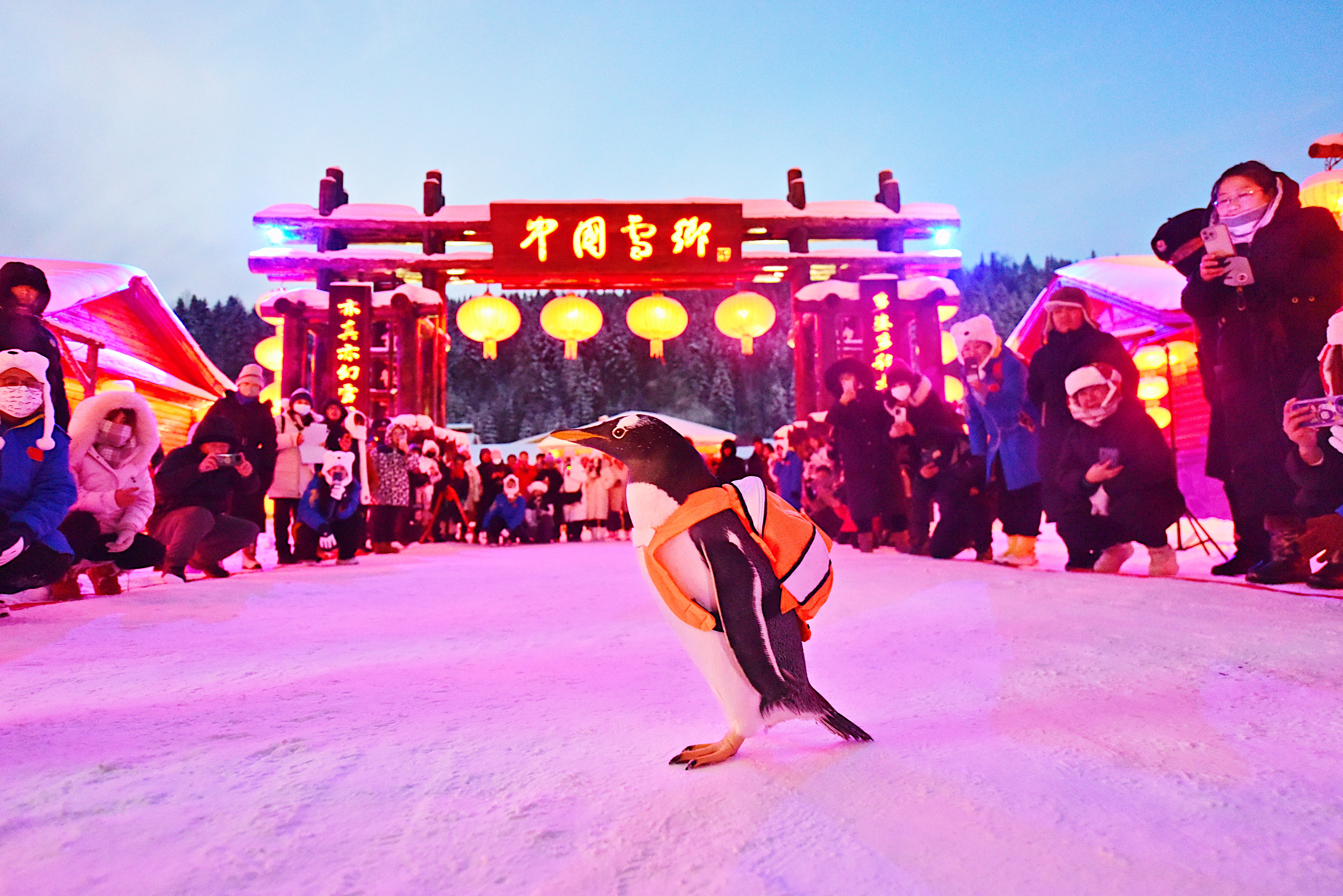 哈尔滨极地公园淘学企鹅“闯入”中国雪乡开启“冰雪奇缘”