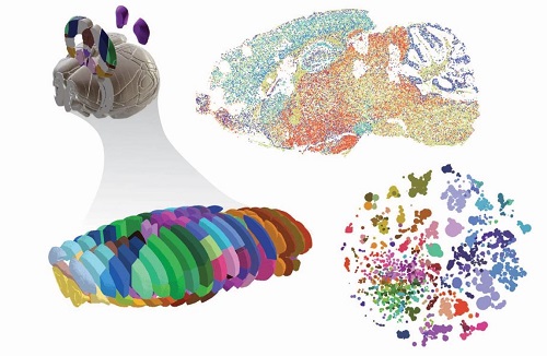 不再受限于选定区域，迄今最完整小鼠大脑图谱创建