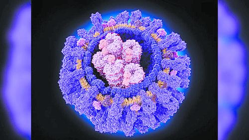 新型抗体或能对抗多种流感病毒