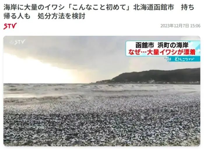 原因不明！日本北海道海岸现大量沙丁鱼尸体