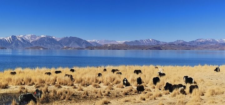 研究揭示：2500年前青藏高原已经广泛饲养牦牛和黄牛