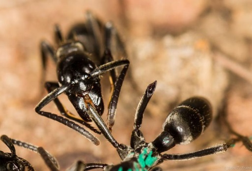 研究发现蚂蚁会给同伴使用抗生素治疗伤口