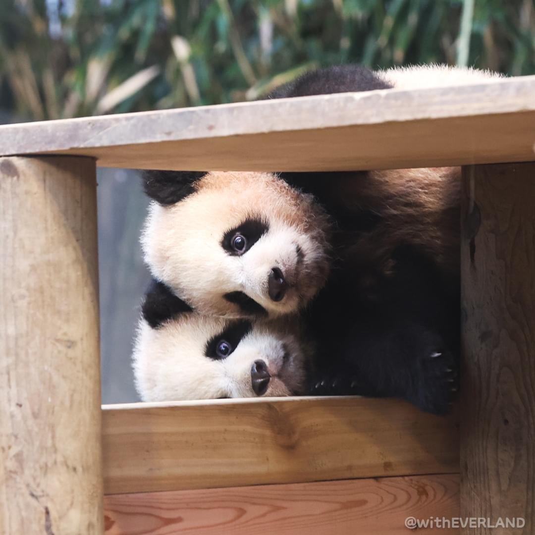 可可爱爱！大熊猫爱宝的双胞胎宝宝公开亮相
