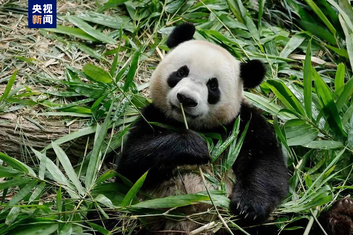 旅新大熊猫“叻叻”平安抵达成都