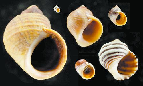 从卵生到胎生用了10万年——解开海洋蜗牛繁殖进化的基因之谜