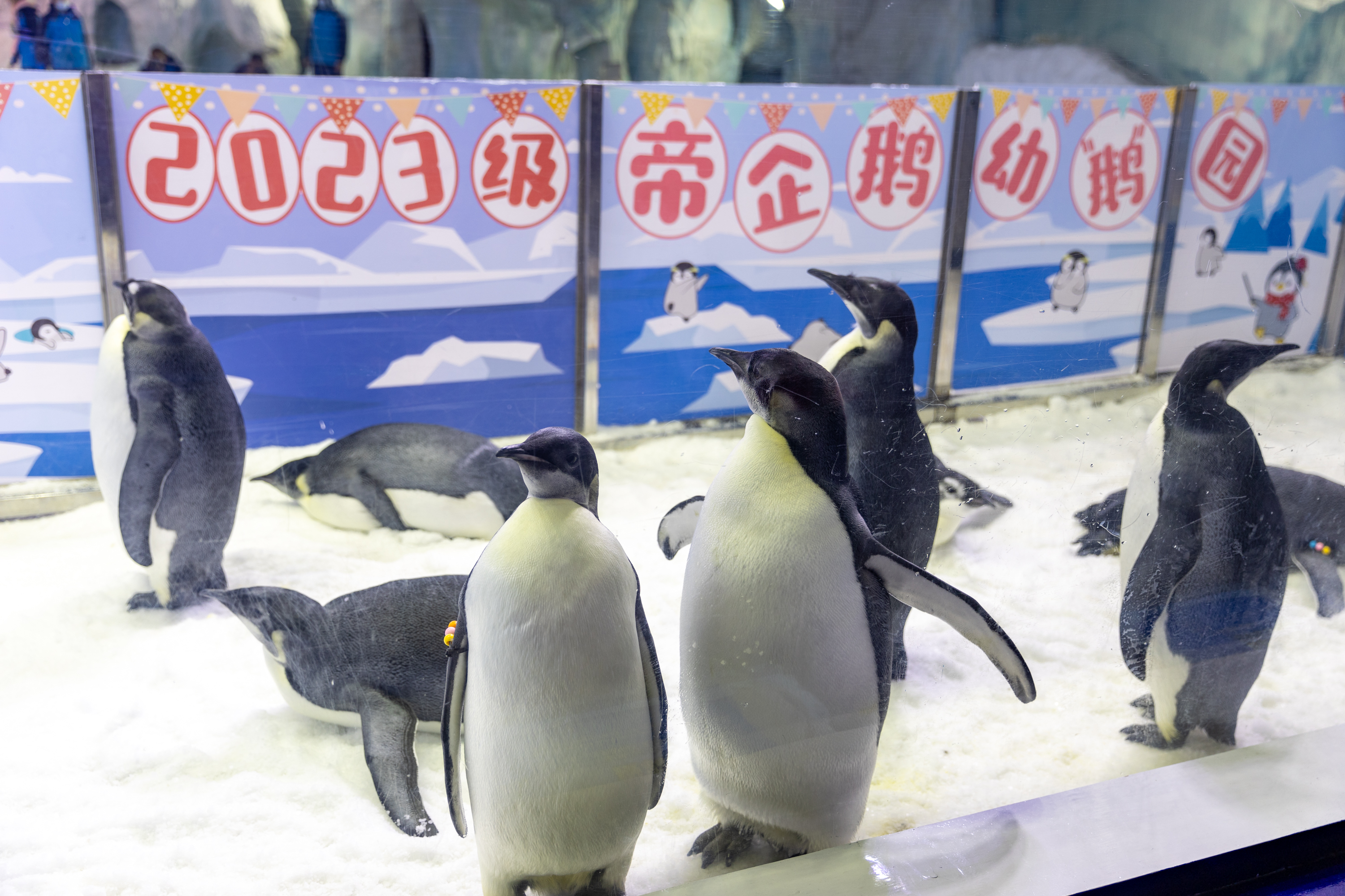 全国最大的企鹅繁育保育基地传来喜讯