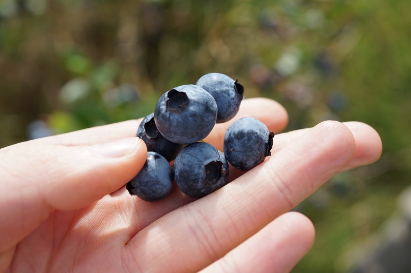 科学家揭示蓝莓呈蓝色之谜