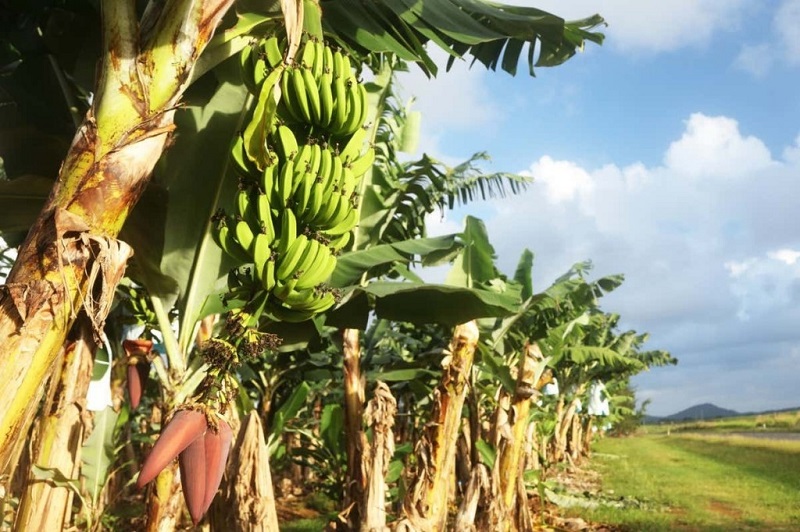 转基因香蕉首次获准种植