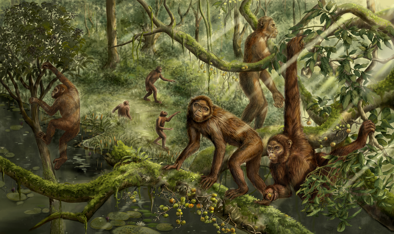 中国古猿头骨揭示人类双足行走的演化过程