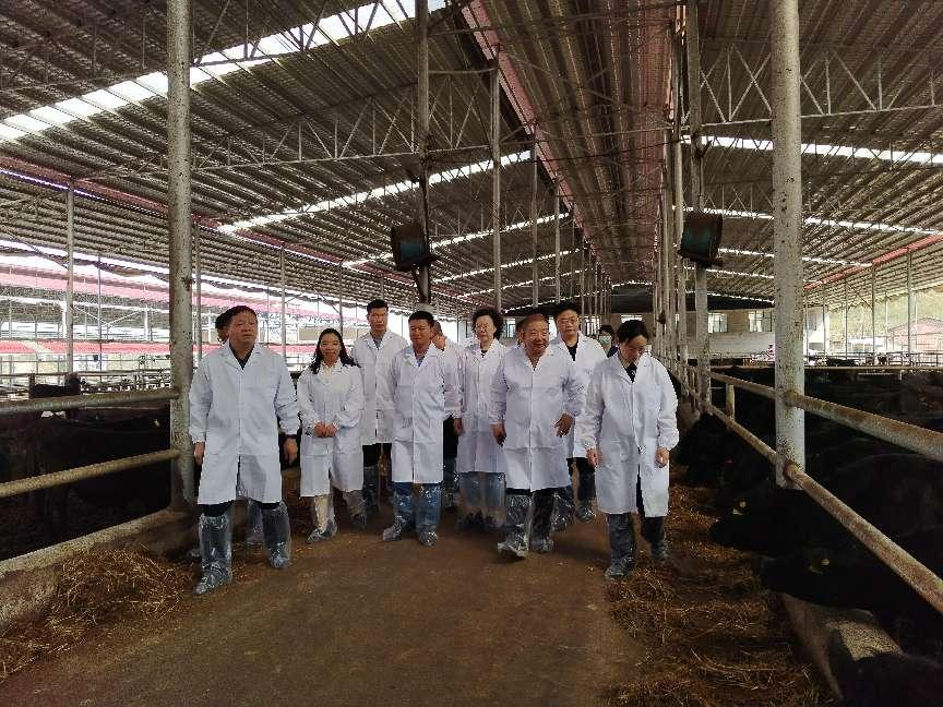 国家肉牛牦牛产业技术体系为“湘中黑牛”养殖“号脉”