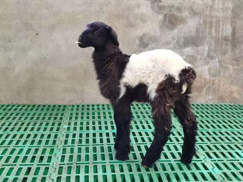 世界首例克隆藏羊诞生