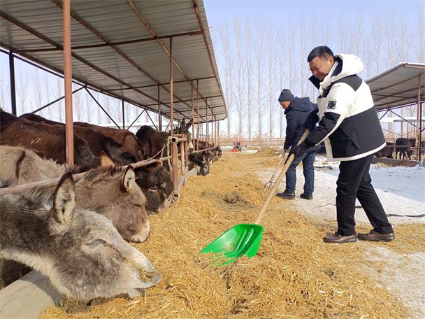 新疆兵团一四四团：奋力冲刺畜牧业生产“开门红”