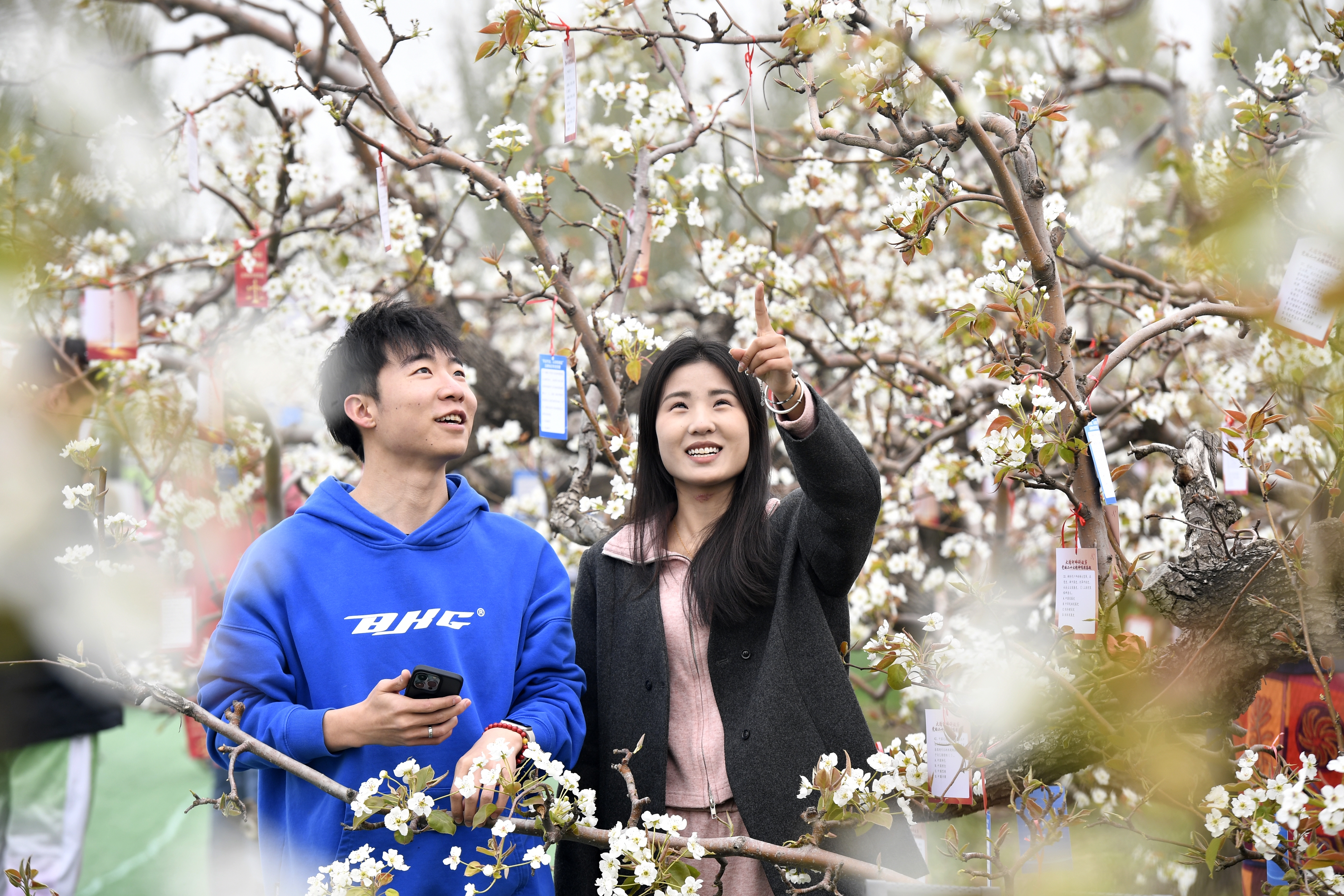 河北文安：万亩梨花掀起生态旅游热潮