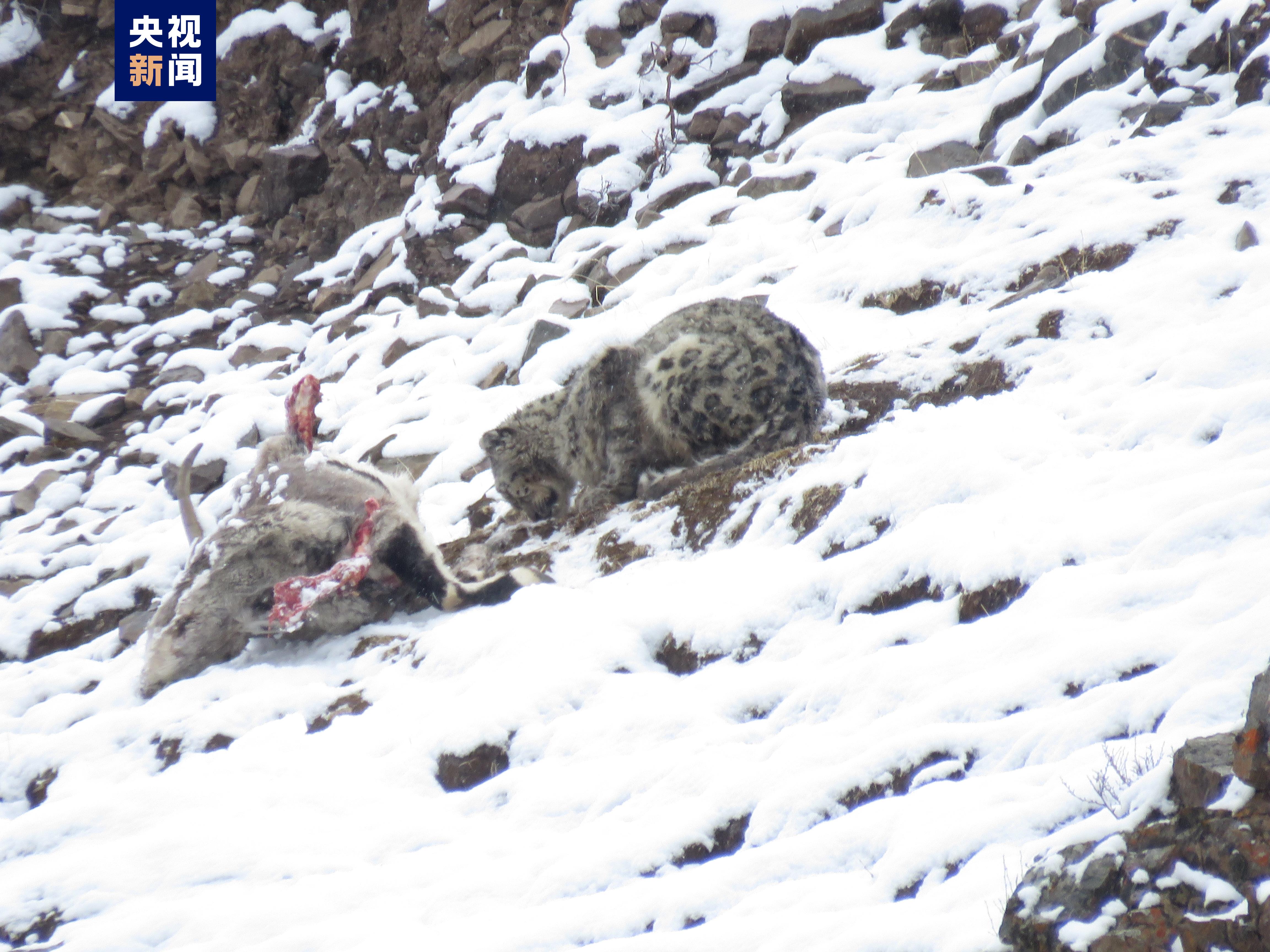 “雪山之王”珍贵影像 四川石渠首次拍到雪豹进食画面