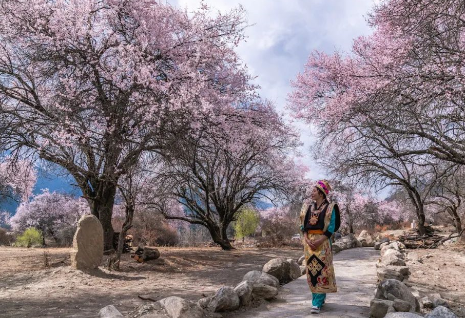 西藏林芝：桃花节盛大开幕，展现“雪域江南”春天画卷