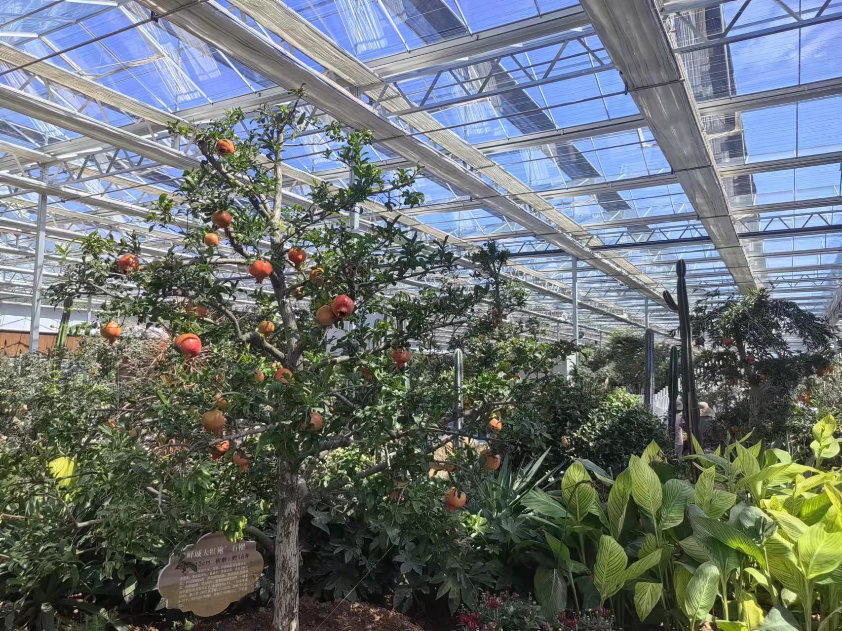 M6米乐平台设施农业与石榴种植结合向百亿级产业进发(图2)
