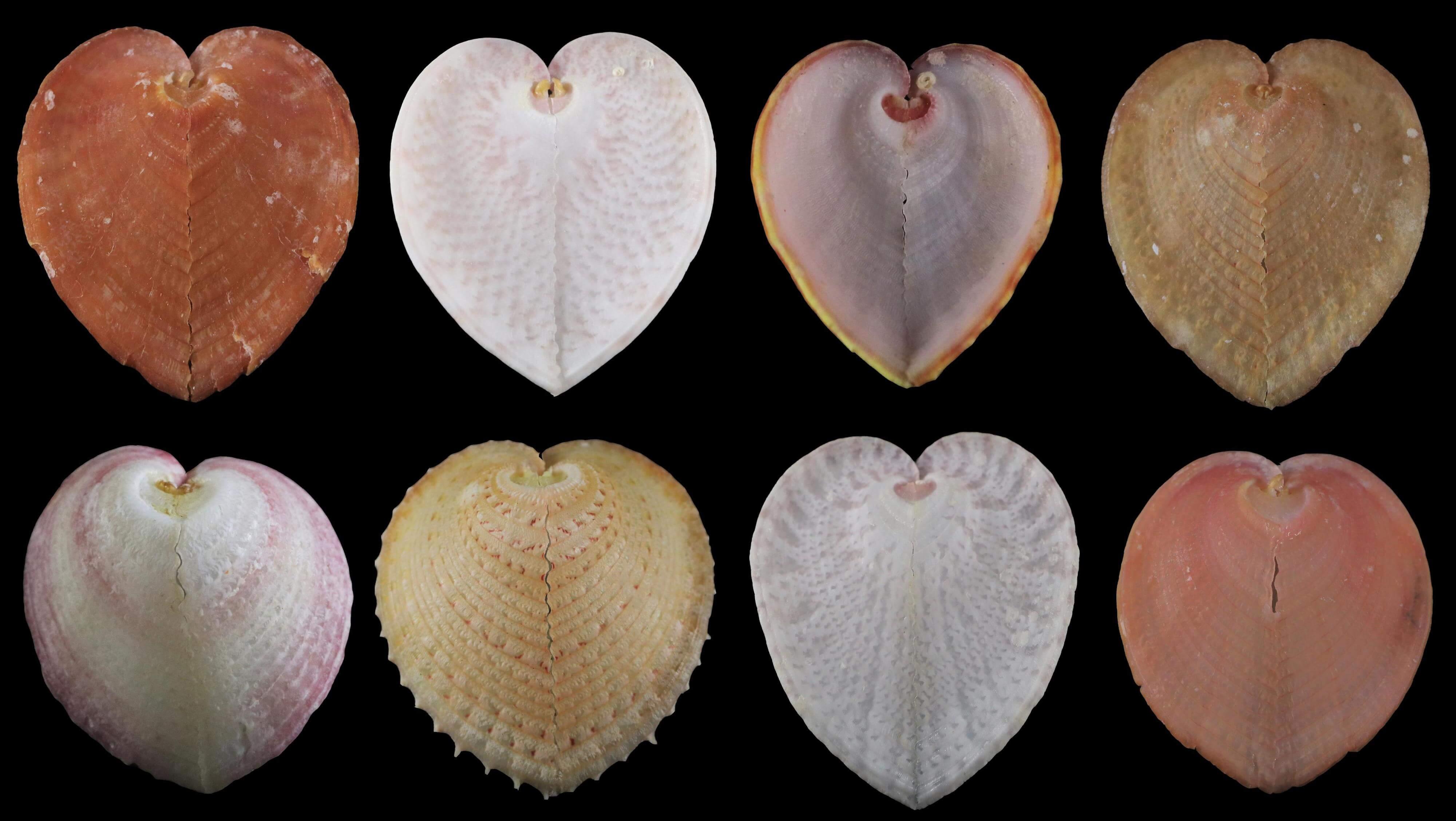 贝壳光 7cm×5m 100cm/loop 花园步径 鸡心蛤演化出类光纤束“壳窗”结构