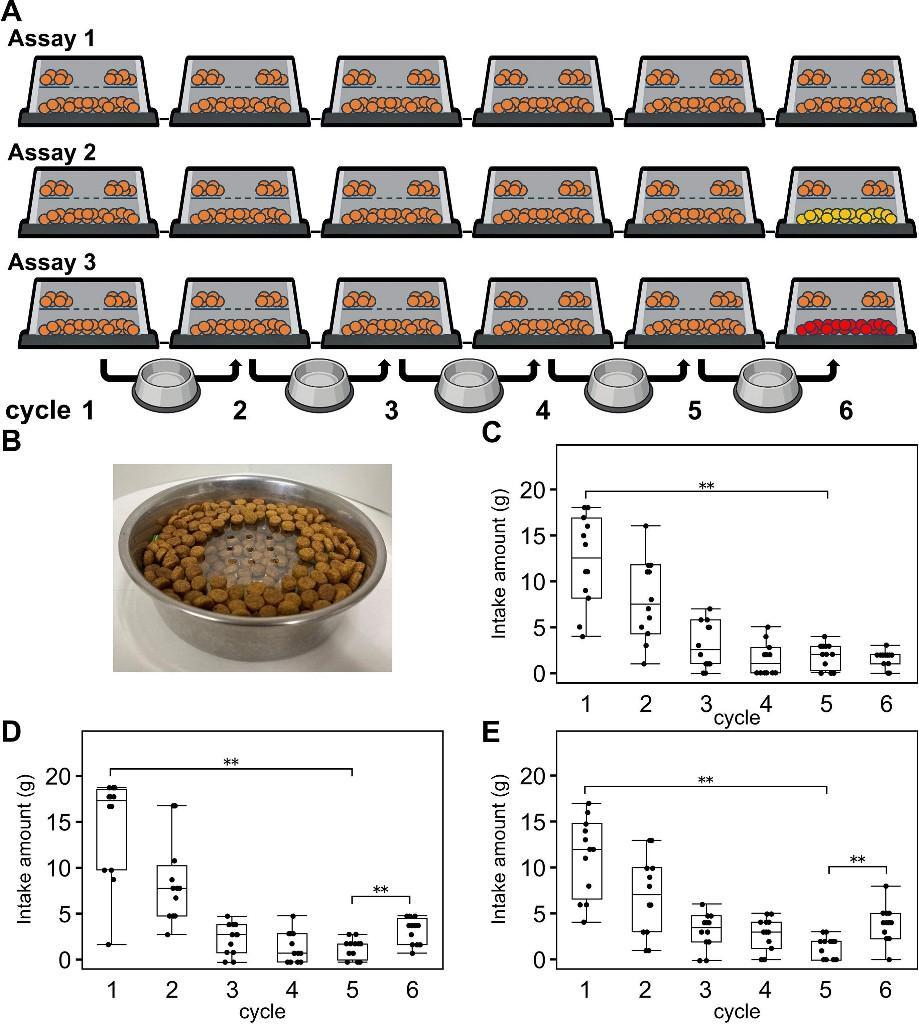 猫咪频繁剩饭原因何在